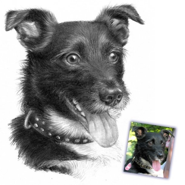 Custom pencil drawing of a Jack Russell dog