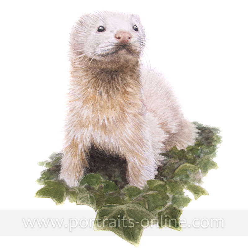 A pet ferret portrait painted in watercolour paint.