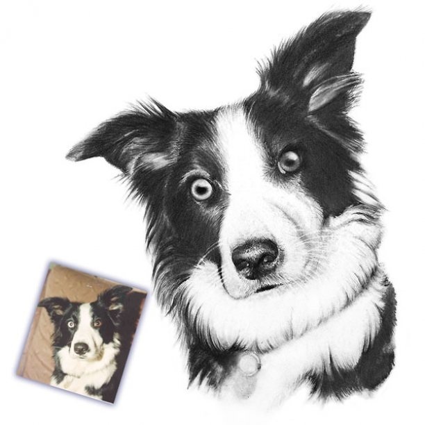 A pencil portrait drawing of a Border Collie dog