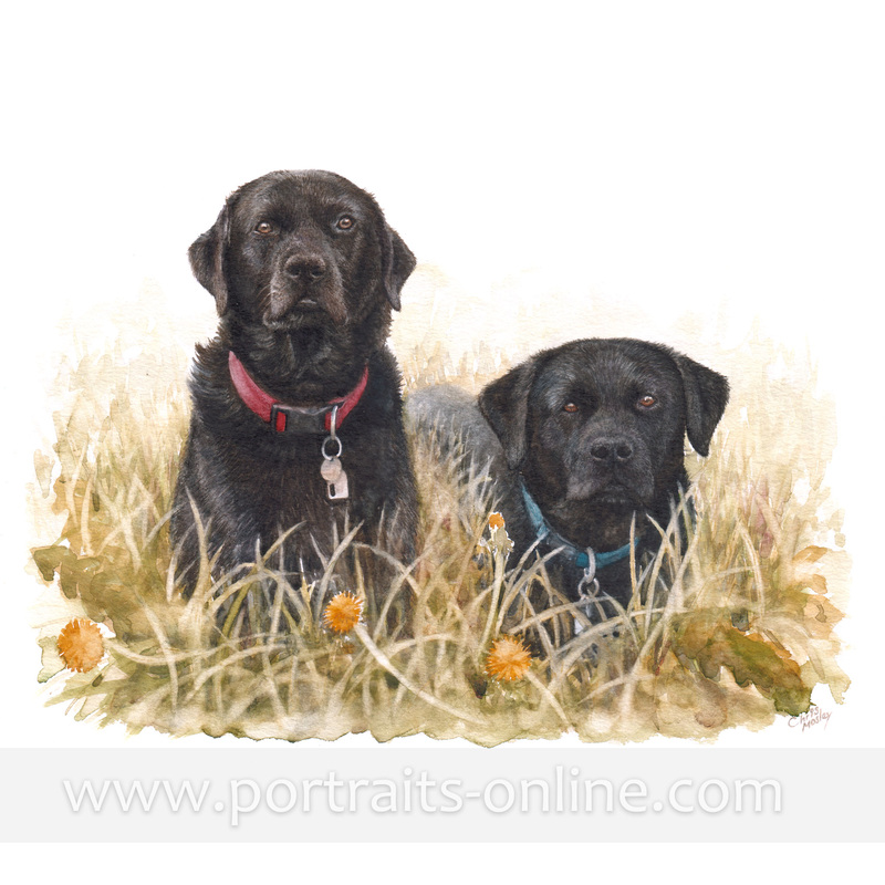 A custom watercolour painting of two black Labrador dogs sitting on grass