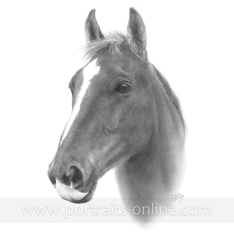 Custom pencil portrait drawing of a horse