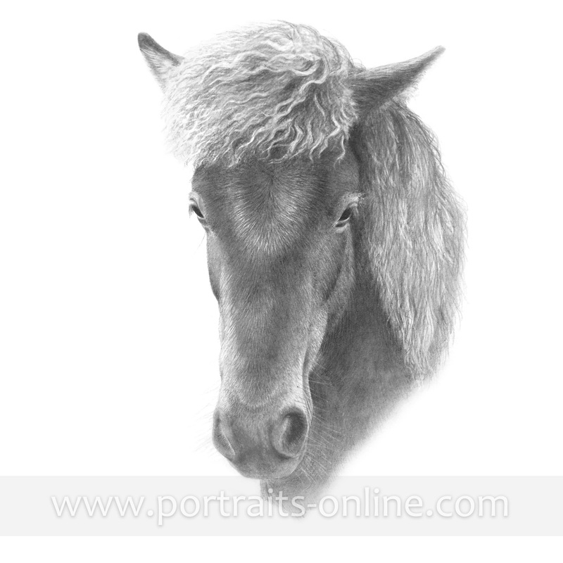 Custom pencil drawing of a horse