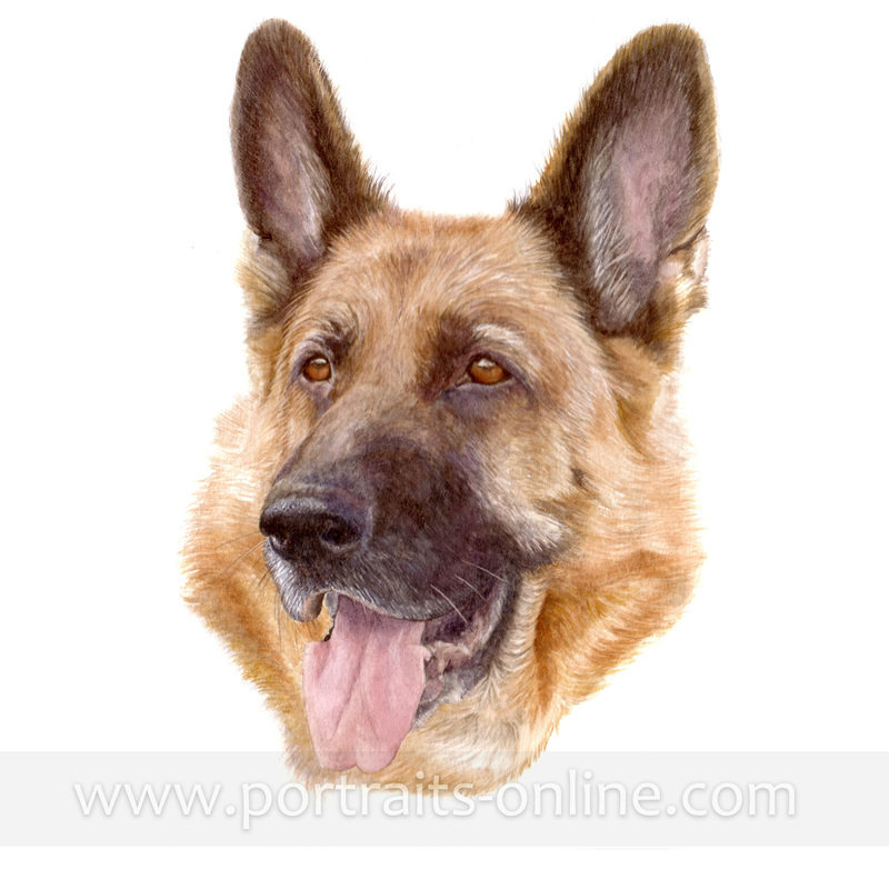 A watercolour portrait painting of a German Shepherd dog