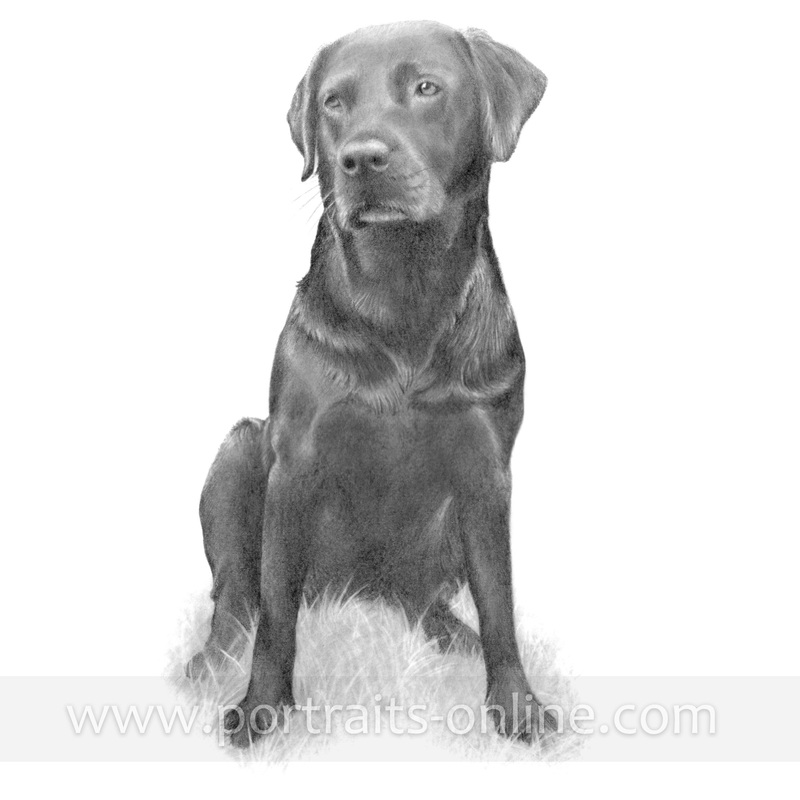 A pencil portrait drawing of a black Labrador Retriever
